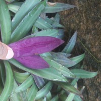 Tradescantia spathacea Sw.